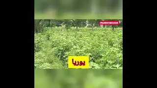 khad#uria#nitrophas#pesticide #better#کپاس#time#to#care#of#cotton#crop# بارش کے بعد کھاد