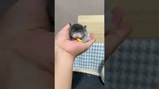 How much healing can small animals have#djungarian hamster