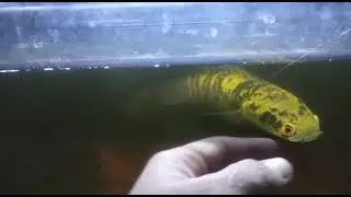Ikan channa maru yellow#channa