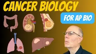 Cancer Biology for AP Bio Students (Topic 4.7). Explanation of proto-oncogenes and tumor suppressor