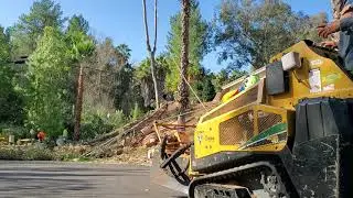 Tall Eucalyptus  tree  removal / eliminaci&oacute;n de &aacute;rboles de eucalipto