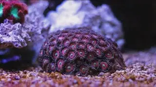 Is There a Health Risk in Your Aquarium?