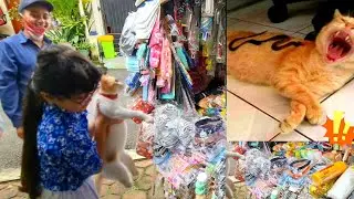 BELIIN MAINAN BUAT KUCING LUCU 💞 HANUM HOMESCHOOLING DI TUNGGUIN ABANG PENJUAL MAINAN KELILING