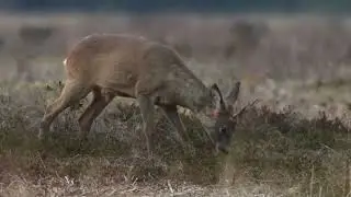 Roe Deer in Klosterheden