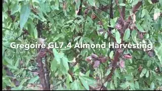Gregoire GL7.4 Almond harvesting