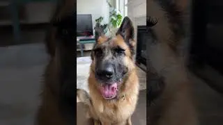 Ridiculously good looking dog #jupi_thegsd #torontodogs #gsd #germanshepherd