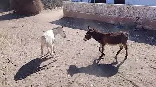 ماذا تفعل الحمير مع رفاقها في الصحراء؟