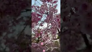 Cherry Blossoms!                               #sakura #toronto