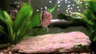 Slow Motion Aquarium