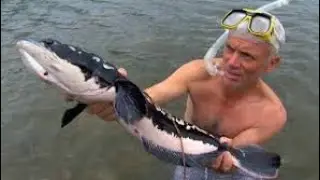 River Monsters Killer Snakehead Full Episode Hindi 2023 River Monsters हिंदी