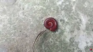 Play with millipede |Animals and Beautiful nature |