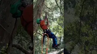 Tree Guy vs Certified Arborist. | TREE CUTTING  #climbing #arborist #treework