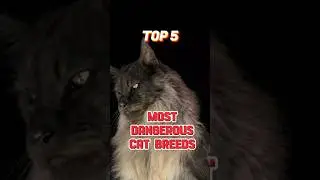 Top 5 Most Dangerous Cat Breeds (Number 1 Is Practically a Wild Animal!) #WildCats #CatBreeds