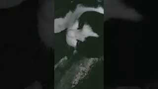 Вася-блогер