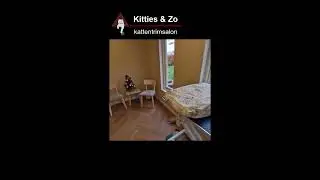 Kitties & Zo | de nieuwe trimsalon