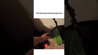 The plant has had enough live #funnyvideos #jokes #meme