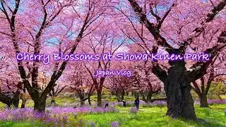 Cherry Blossoms at Showa Kinen Park | Spring, Sakura, Hanami | Tokyo Vlog