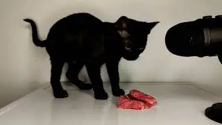 CAT EATING MEAT ASMR ✋🐈&zwj;⬛