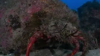 GP-TUNE Plugin + Gopro labs firmware underwater + Davinci resolve