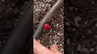 Sistema de riego por goteo para cualquier distanciamiento #plantas #goteo #riegoporgoteo