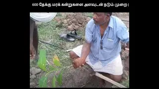 600 தேக்கு மரக் கன்றுகளை அளவுடன் நடும் முறை |  skr Ramalingam | teak wood nursery plantation