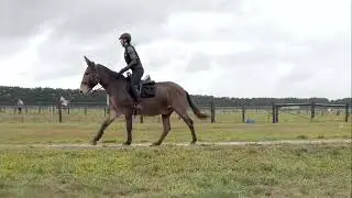 Mule Vlog 6 -  Cantering Rain ASMR