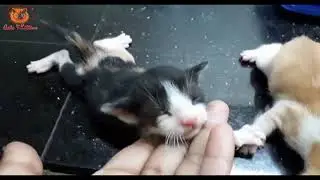 Little cute cat Love history  - cute cat play with owner -  cats and kittens video