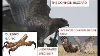 BIRDS OF PREY: THE COMMON BUZZARD-Most Common British Raptor! Facts, Ecology, Falconry Use
