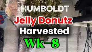Weekly Update/Harvested 2 Humboldt Jelly Donutz/Top Dressing Plants #garden #plants #420 #diy #fyp 