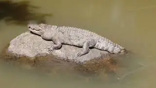 Crocodile Sunbathing: Basking in the Warmth of the Day #neverseenbefore #crocodile #newswavesl