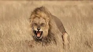 Africa 2018 - 7 - Savute