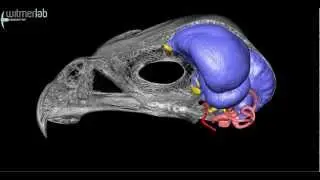 Sharp-shinned hawk: skull, brain endocast, & inner ear based on microCT scanning