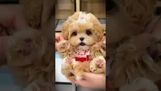 POV : Tu as le chiot le plus mignon du monde 🌍✨ #short #funny #FIFAWorldCup