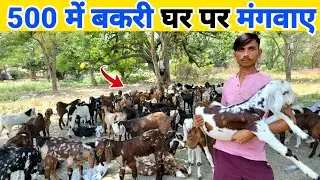 500₹ बकरी के बच्चे घर मंगवाए | Bakri kaha se kharide | Goat for sale