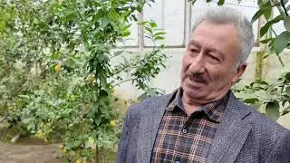 Salyanda elə limon bağı var ki,..  #Babazənan    #limon #möcüzə