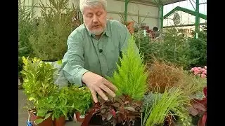 PLANTES BELLES TOUTE L’ANNÉE ET SANS SOUCI