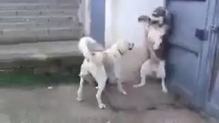 Natural amazement