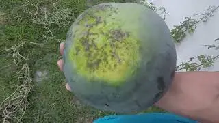 My garden In Florida produces more vegetables! Мой огород во Флориде даёт больше овощей!