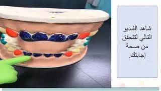 الصف الثالث   العلوم   ما أنواع الأسنان لدى الإنسان؟ 2