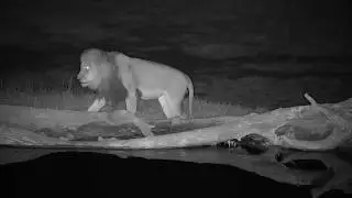 Djuma: Lion-Avoca male Dark Mane moves to different area - 00:40 - 08/04/19