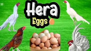 SHAMOO Aseel kay eggs incubator mein rkh dia🤩.