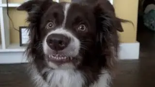 Photogenic dog shows off adorable smile for the camera