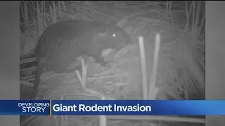 Giant Rats Spotted In Central Valley Counties
