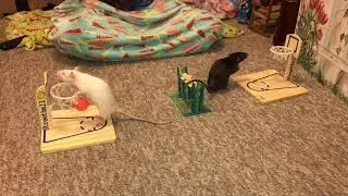 My smart pet rats Egg (white) and Olive (black) playing vs ratsketball!