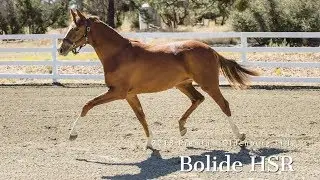 Bolide HSR (Belantis / Belissimo M) - 2018 Oldenburg GOV Premium Filly