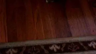 Puppy Terror