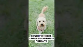 The Underdog Pup's Big Day@rotquotes #UnderdogStory#DogAgility#ChampionHeart