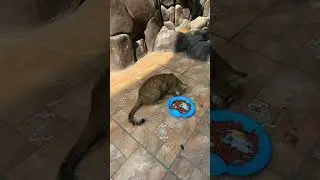 mom cat eats while kittens play! #pakistan #catlovers #cats #kitten #catplay