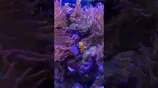 150g Reef with 12 year old Snowflake Clownfish spawning