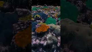Coral reefs are more resilient than we know. Happy #WorldReefDay!